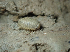 Lekanesphaera rugicauda
