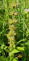 Stachys pilosa