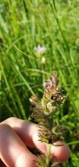 Stachys pilosa