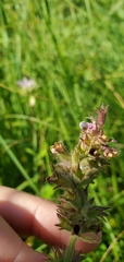 Stachys pilosa
