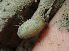 Lekanesphaera rugicauda