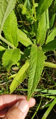 Stachys pilosa