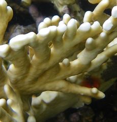 Millepora tenera