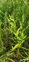 Stachys pilosa