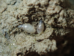 Leucophytia bidentata