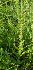 Stachys pilosa