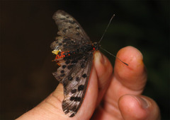 Acraea niobe