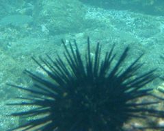 Stomopneustes variolaris