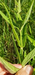 Stachys pilosa
