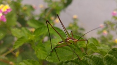Obolopteryx catinata