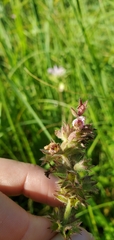 Stachys pilosa