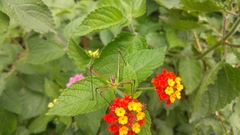 Obolopteryx catinata