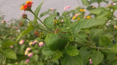 Obolopteryx catinata