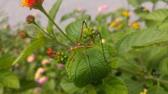 Obolopteryx catinata