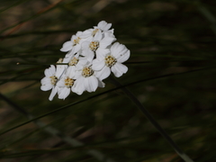 Achillea clavennae