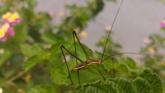 Obolopteryx catinata