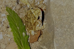 Duttaphrynus melanostictus