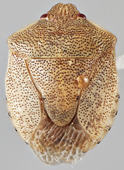 Dendrocoris reticulatus