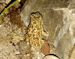 Duttaphrynus melanostictus