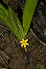 Curculigo orchioides