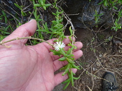 Delosperma affine
