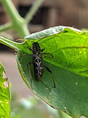 Neoclytus scutellaris