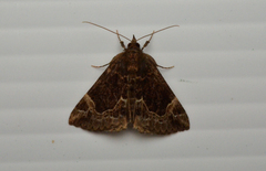 Hypena abalienalis