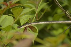 Dendrelaphis tristis