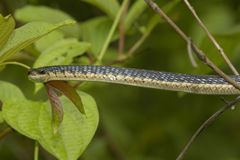 Dendrelaphis tristis