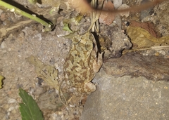 Duttaphrynus melanostictus