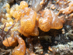 Aplidium turbinatum