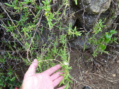 Delosperma affine