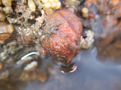 Pyura microcosmus