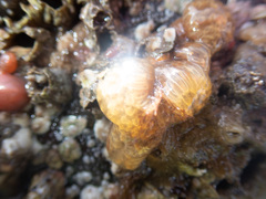 Aplidium turbinatum