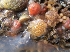 Aplidium turbinatum