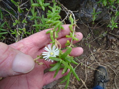 Delosperma affine