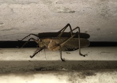 Hexacentrus fuscipes