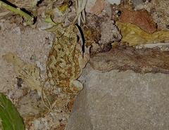 Duttaphrynus melanostictus