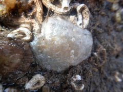 Pododesmus patelliformis image