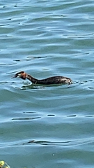 Podiceps cristatus