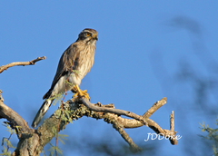 Spiziapteryx circumcincta