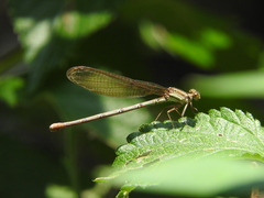 Argia rhoadsi