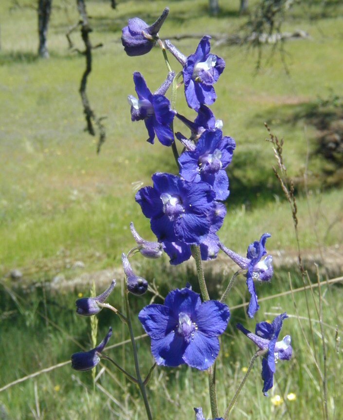 Delphinium variegatum