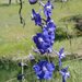 Royal Larkspur - Photo (c) 2009 Barry Breckling, some rights reserved (CC BY-NC-SA)