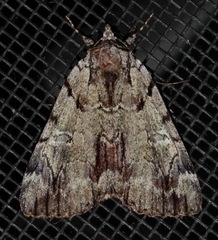 Catocala praeclara
