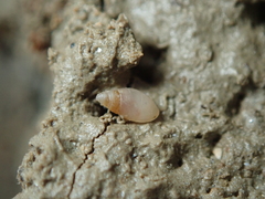 Leucophytia bidentata