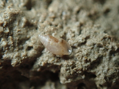 Leucophytia bidentata