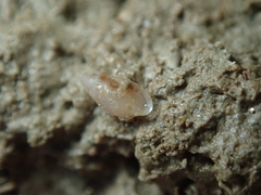 Leucophytia bidentata