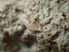 Leucophytia bidentata