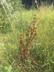 Rumex confertus
